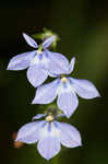 Pale spike lobelia